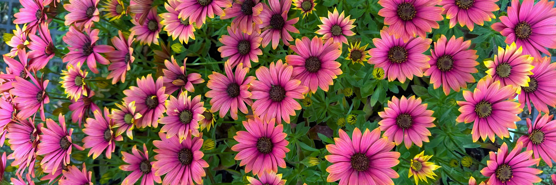 Osteospermum
