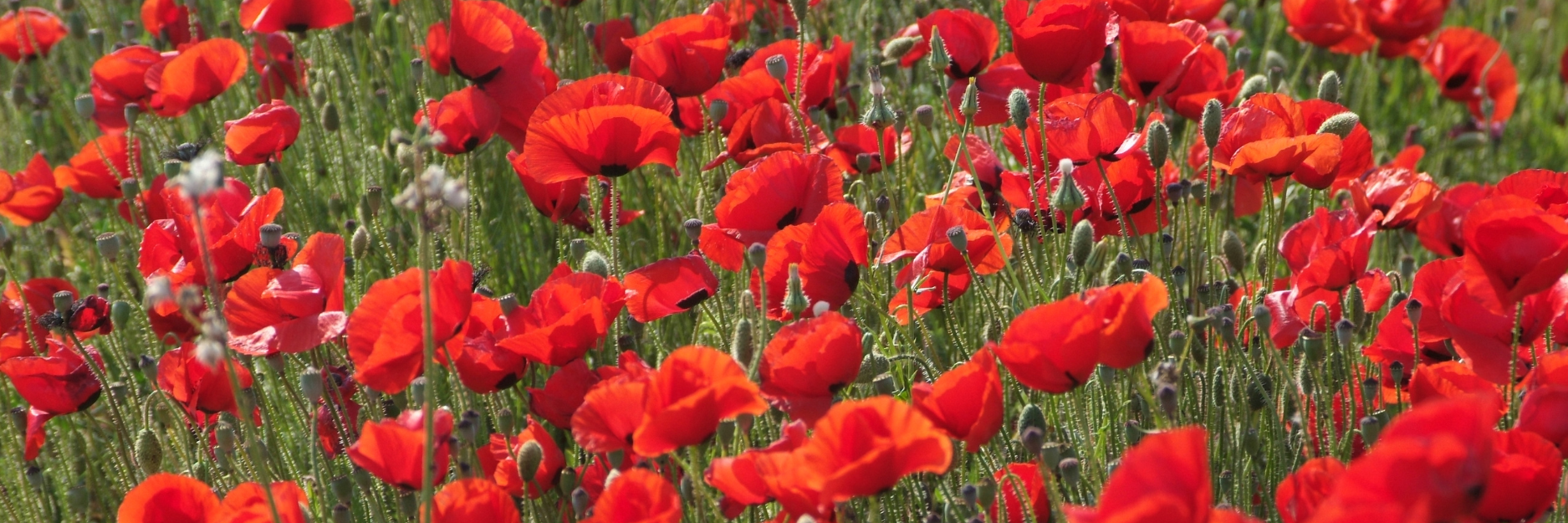 Papaver