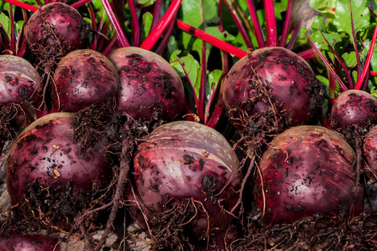 Bare Root Vegetables