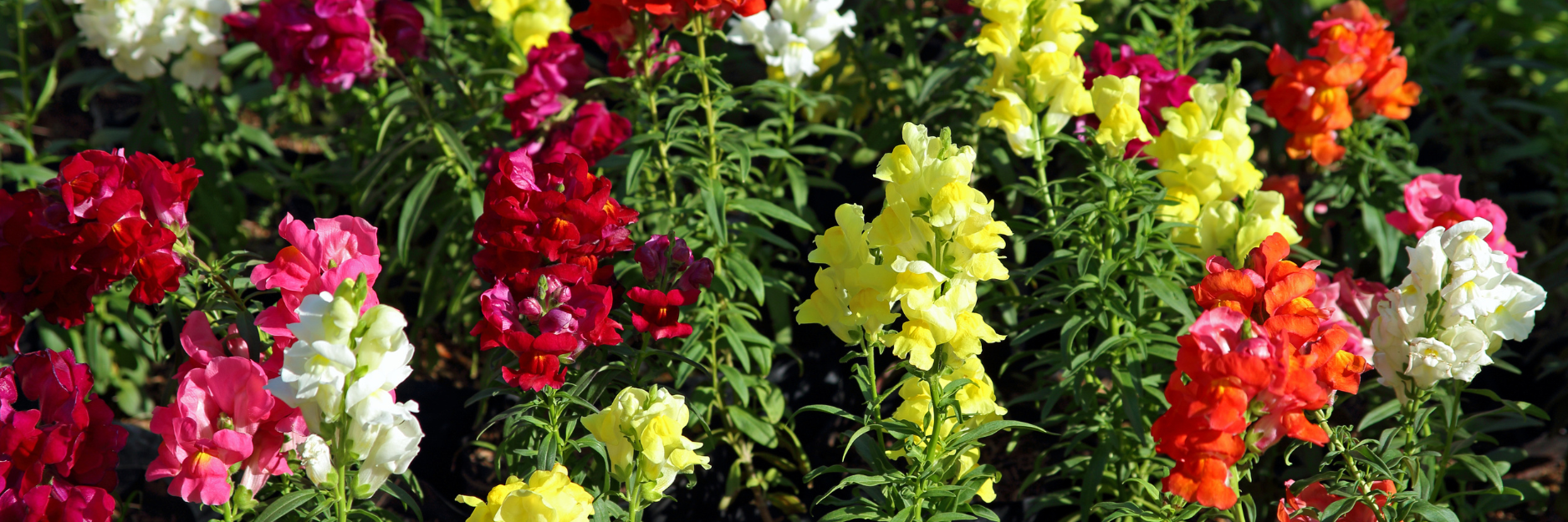 Antirrhinum