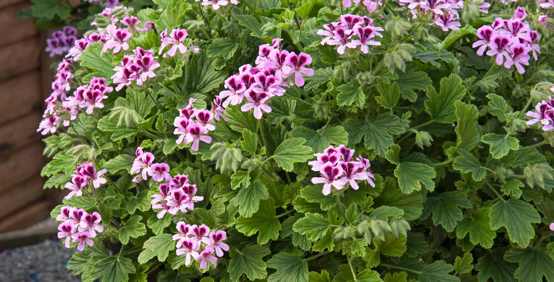 Scented Pelargoniums