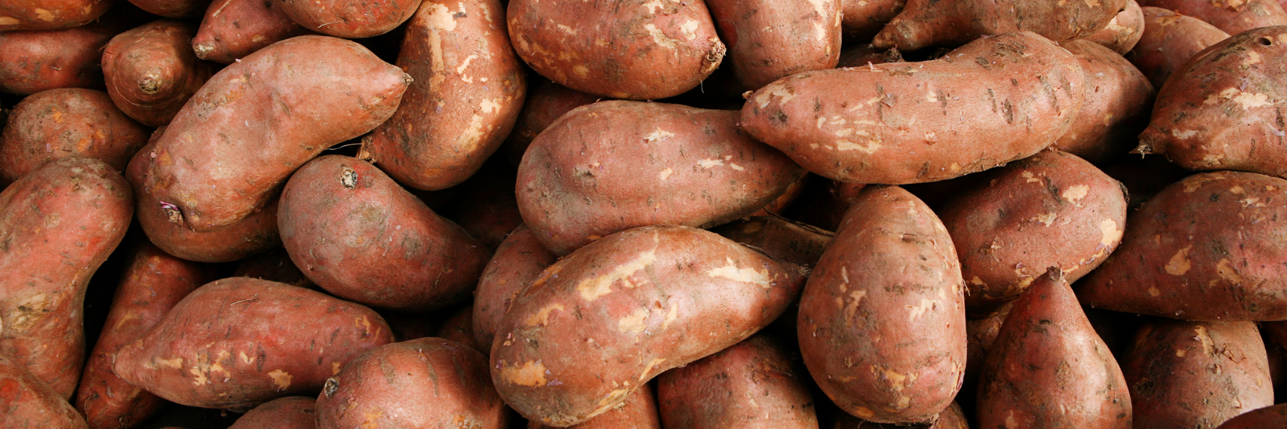Sweet Potato