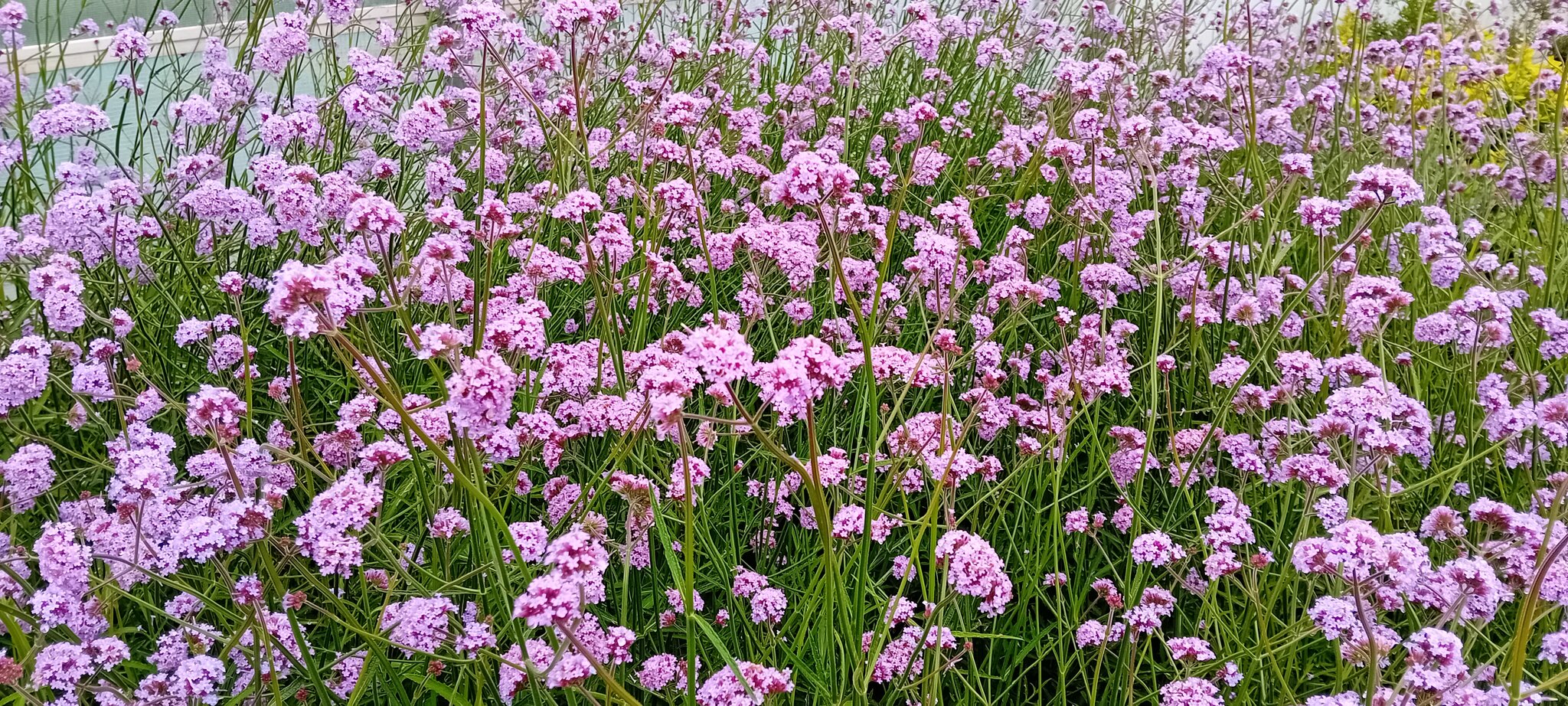 Verbena
