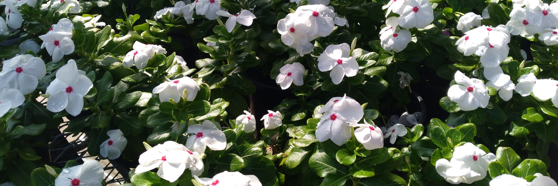 Vinca