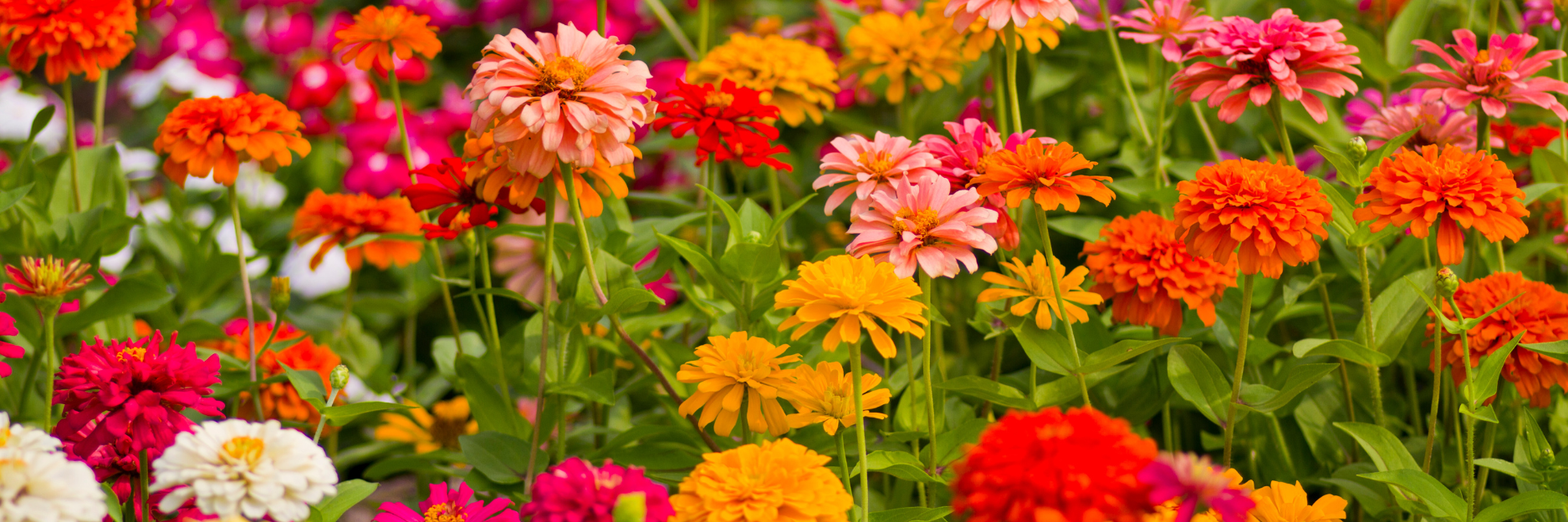 Zinnia