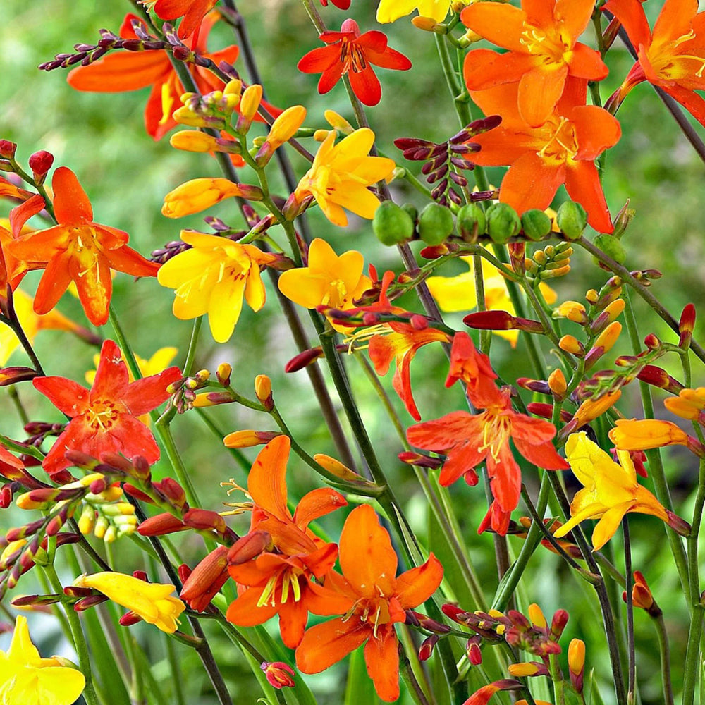 Crocosmia Small Flowering  Mix