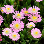 Delosperma Jewel of Desert 'Rose Quartz' X5
