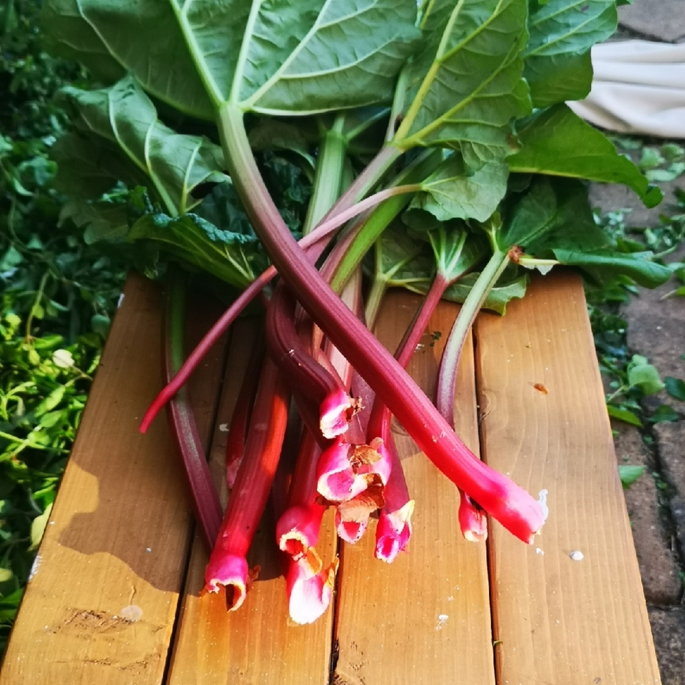 Rhubarb Mixed Crowns 3 Varieties