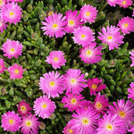 Delosperma Jewel of Desert 'Opal' Pink X5