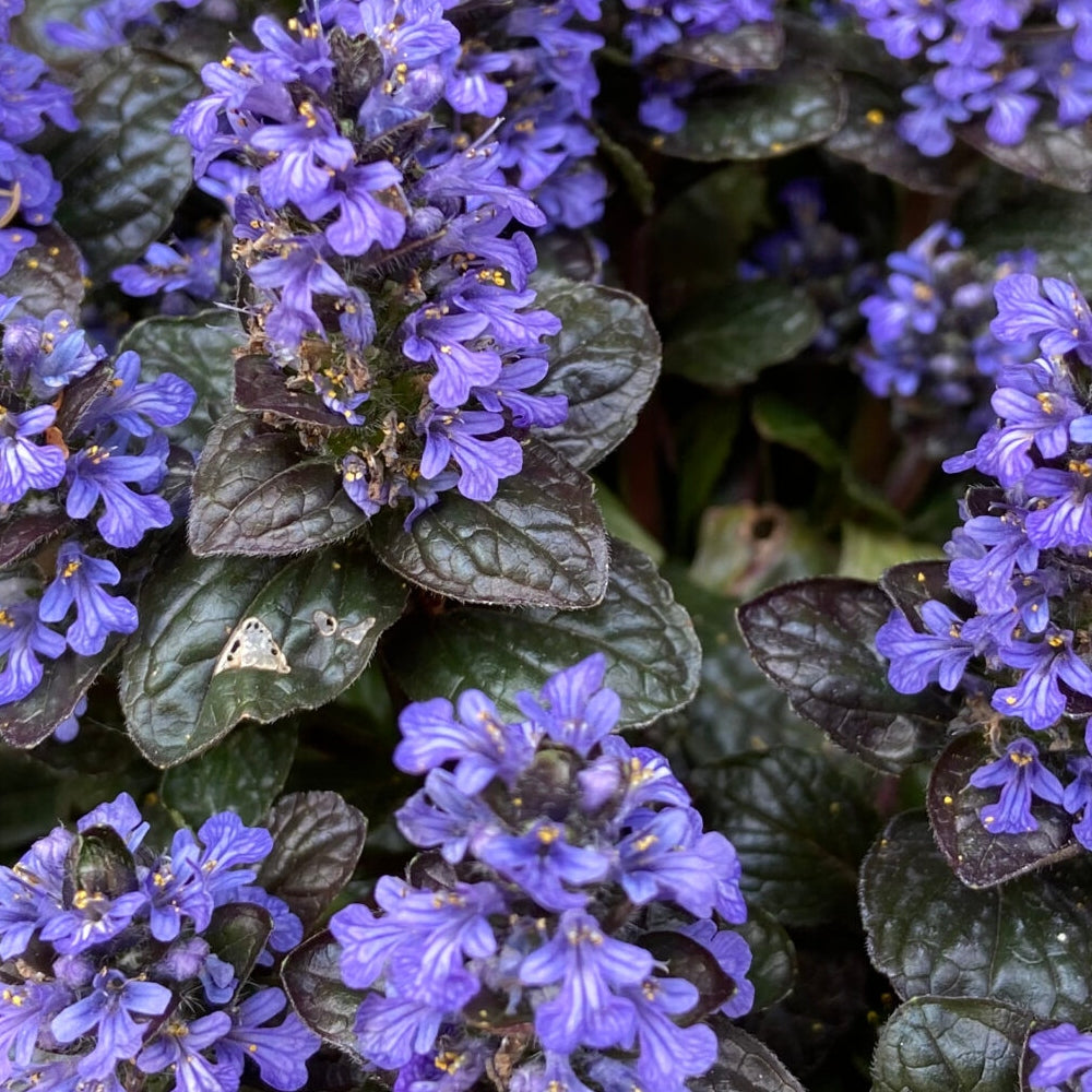 Ajuga 'Black Scallop' X3