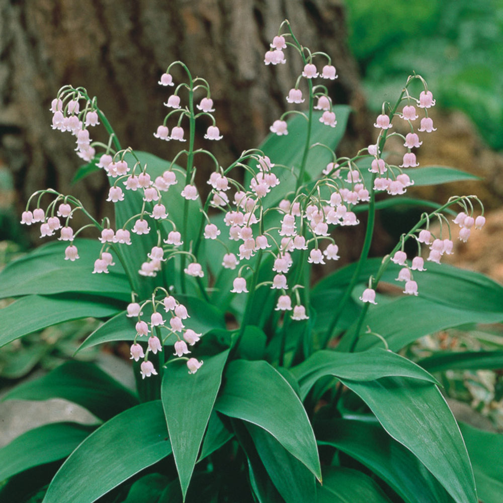 Pink Convallaria Majalis Rosea 'Lily of the Valley'