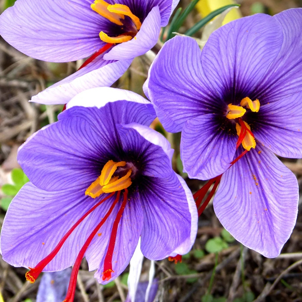 Crocus Sativus Saffron Bulbs