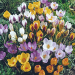 Crocus Bulbs 'Species' Mix