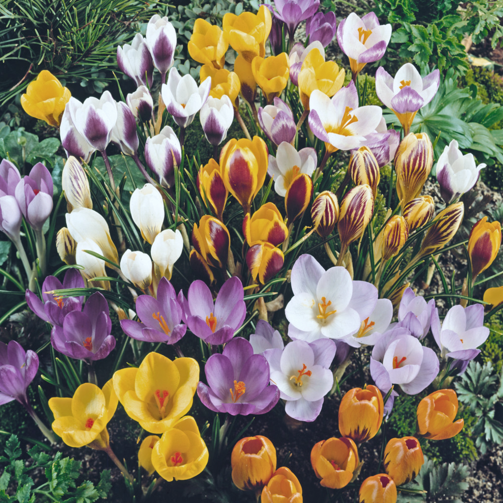 Crocus Bulbs 'Species' Mix