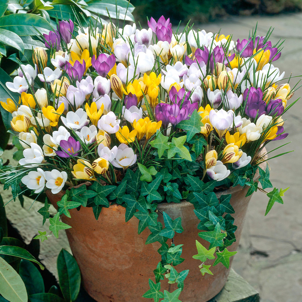 Crocus Bulbs 'Species' Mix
