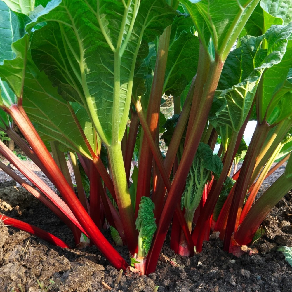Rhubarb Mixed Crowns 3 Varieties