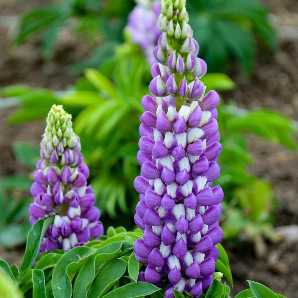 Lupin Legendary 'Blue Shades' X5