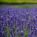 Lavender Munstead X5