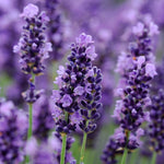 Lavender 'Hidcote' X5