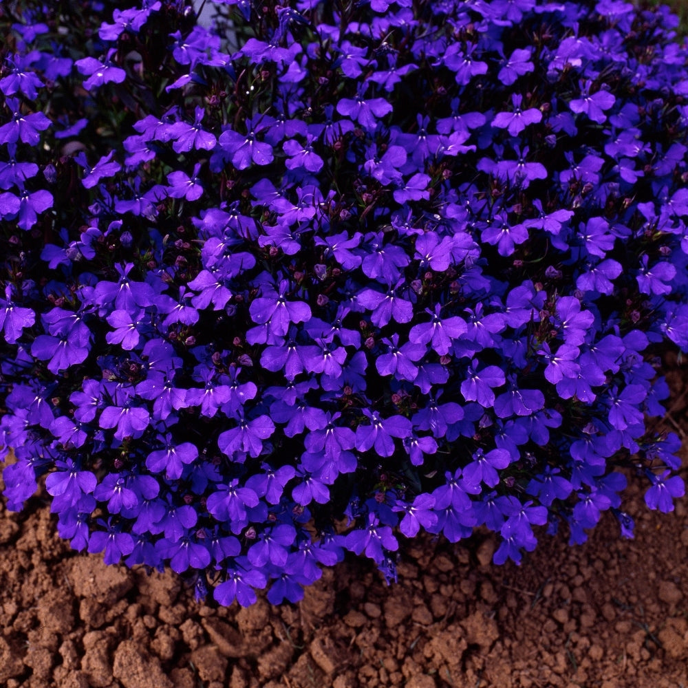 Lobelia 'Crystal Pallace' X24