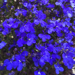 Lobelia 'Crystal Pallace' X24