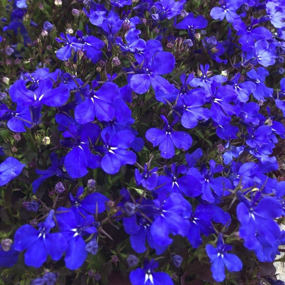 Lobelia 'Crystal Pallace' X24