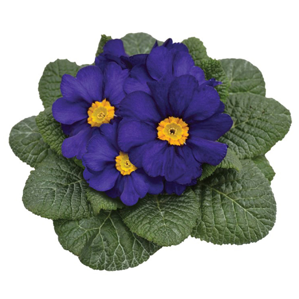 Primula Acaulis 'Evie Blue' X12