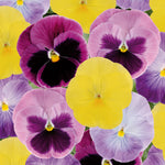 Pansy Matrix 'Silhouette Mix' X12