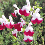 Salvia Greggii 'Cherry Lips' X3