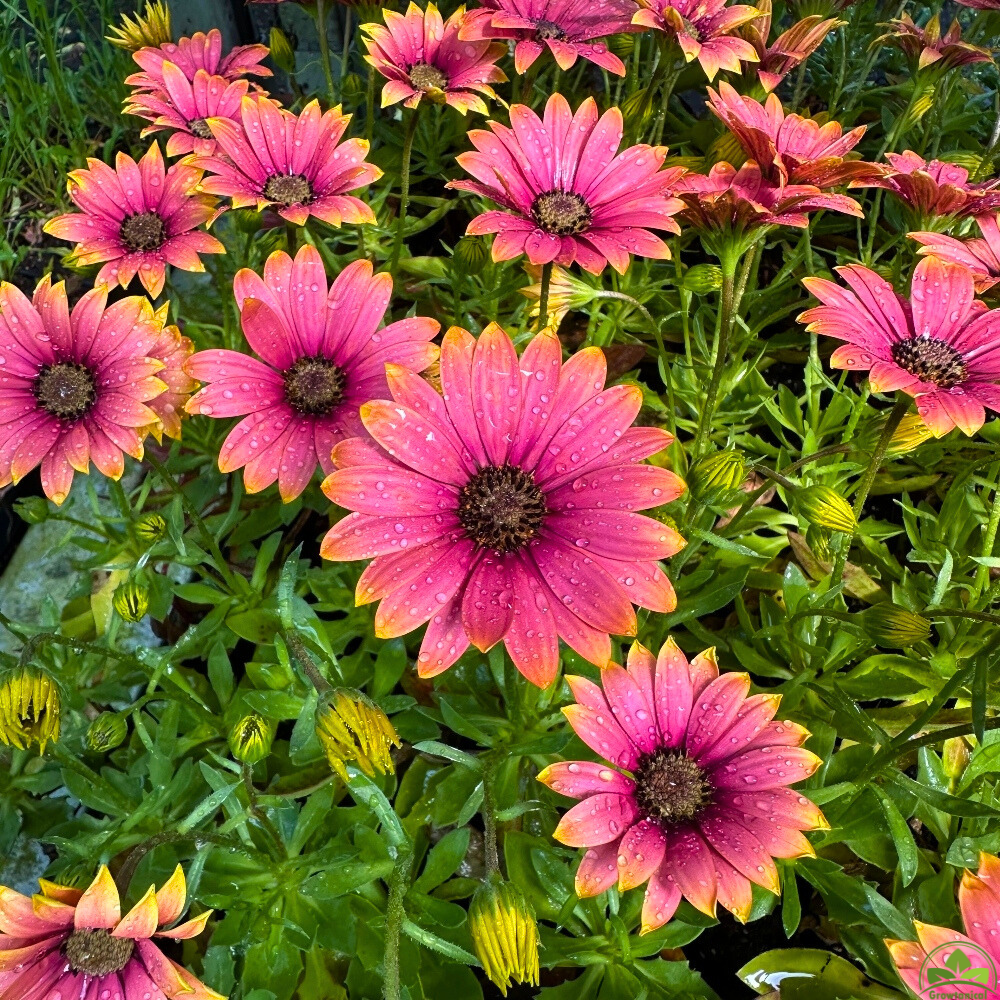 Osteospermum Senoritas 'Havilah' X3