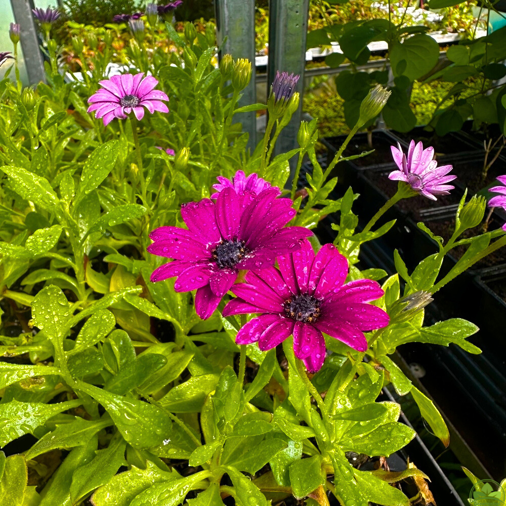 Osteospermum Senoritas 'Tanja' X3