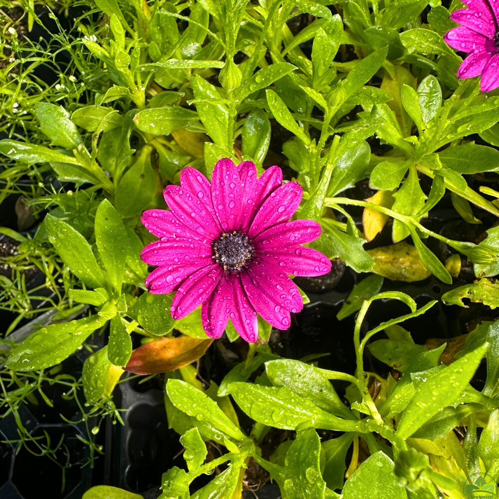 Osteospermum Senoritas 'Tanja' X3