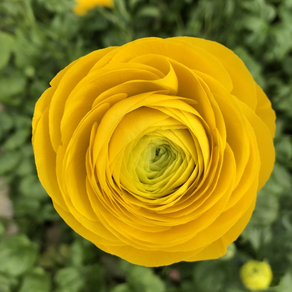 Ranunculus 'Yellow'
