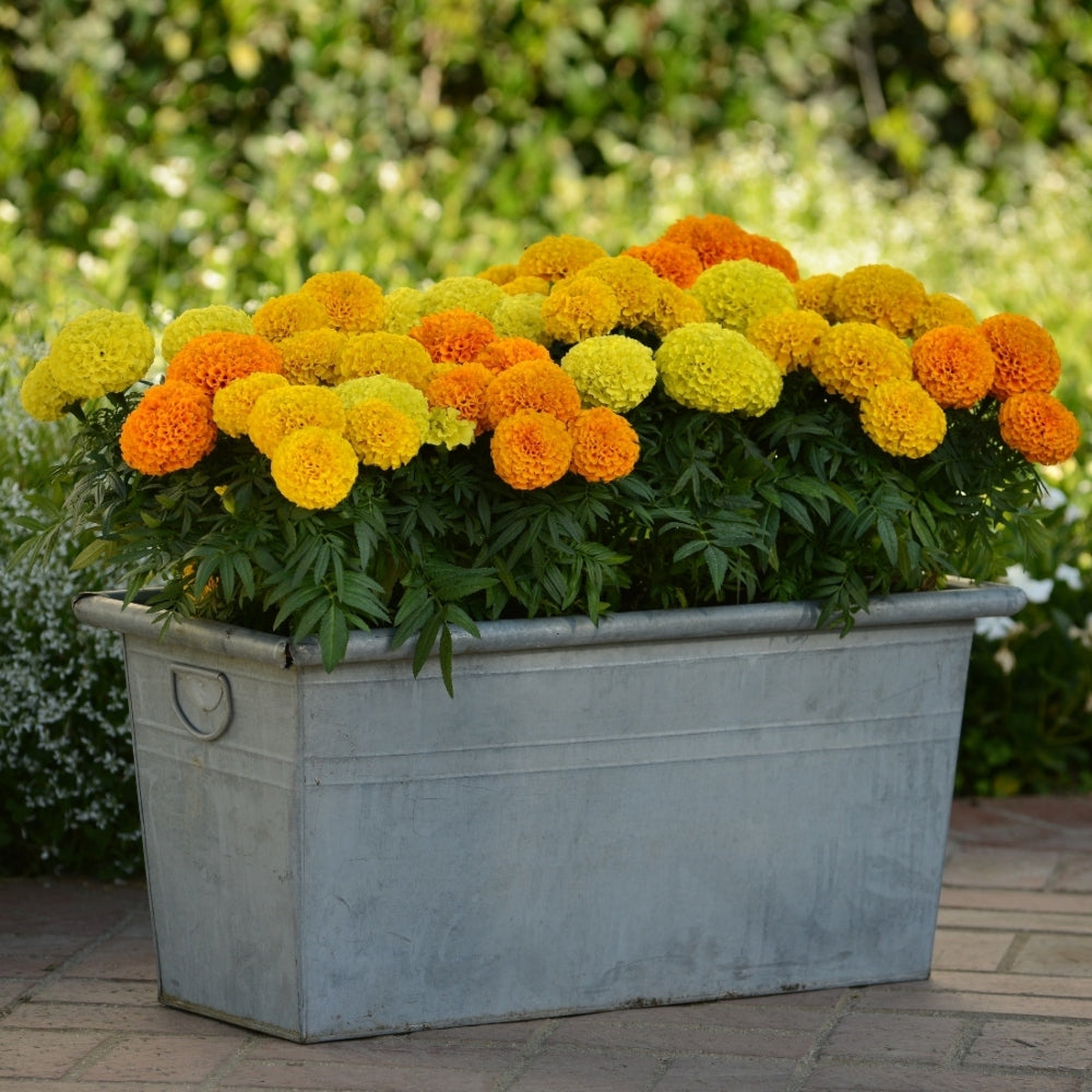 African Marigold Inca Mixed X20