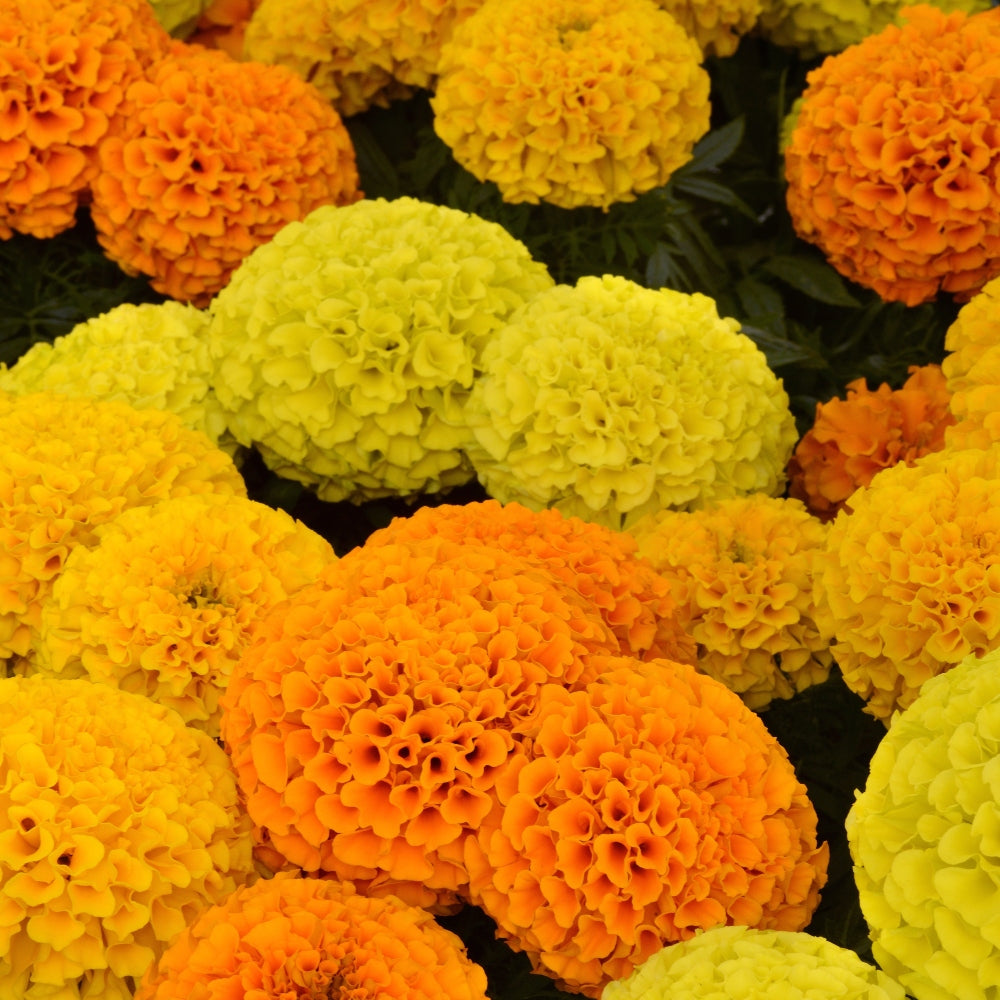 African Marigold Inca Mixed X20