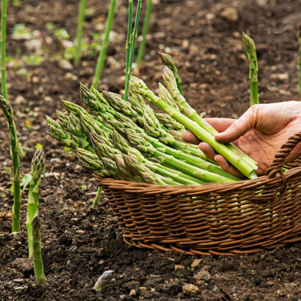 Asparagus 'Gijnlim'