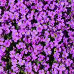 Aubretia 'Katie Purple Shades' X6