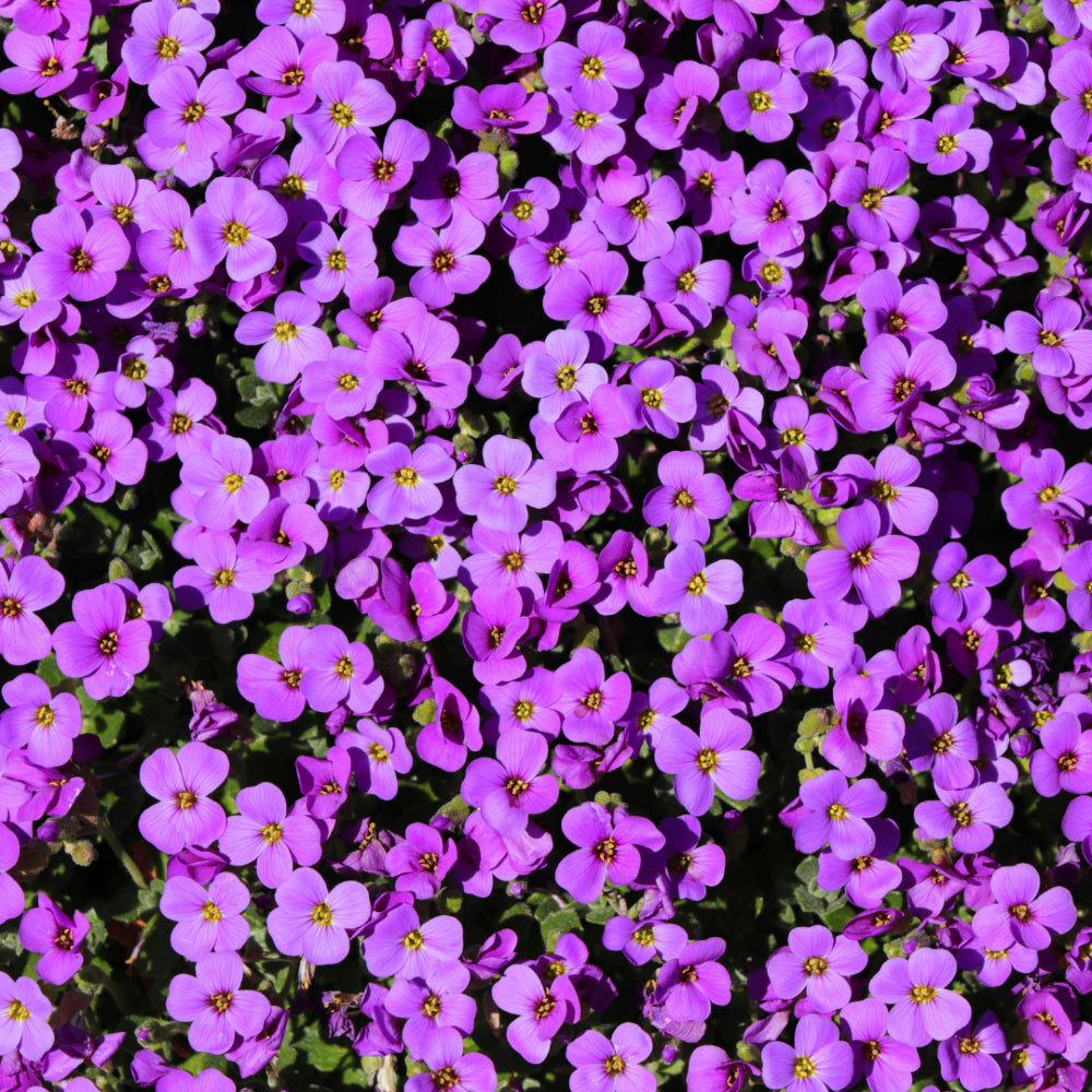 Aubretia 'Katie Purple Shades' X6
