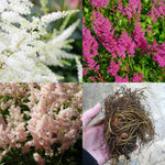 Astilbe Japonica Mix X 3 Bare Root Plants