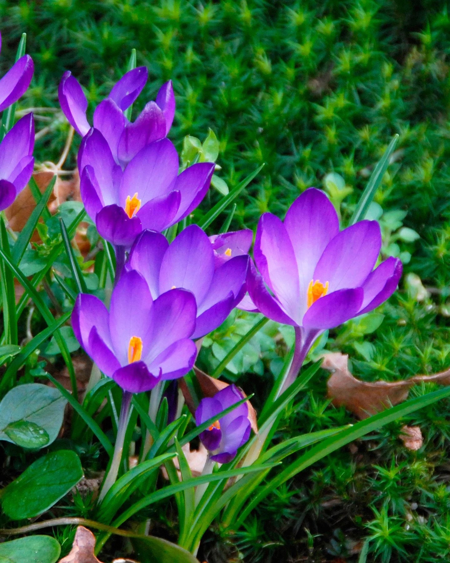 Crocus 'Ruby Giant' Tommasianus Bulbs
