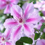 Clematis Hybrid Bare Root 'Darius' X3