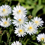Delosperma Jewel of Desert 'Moonstone' X5