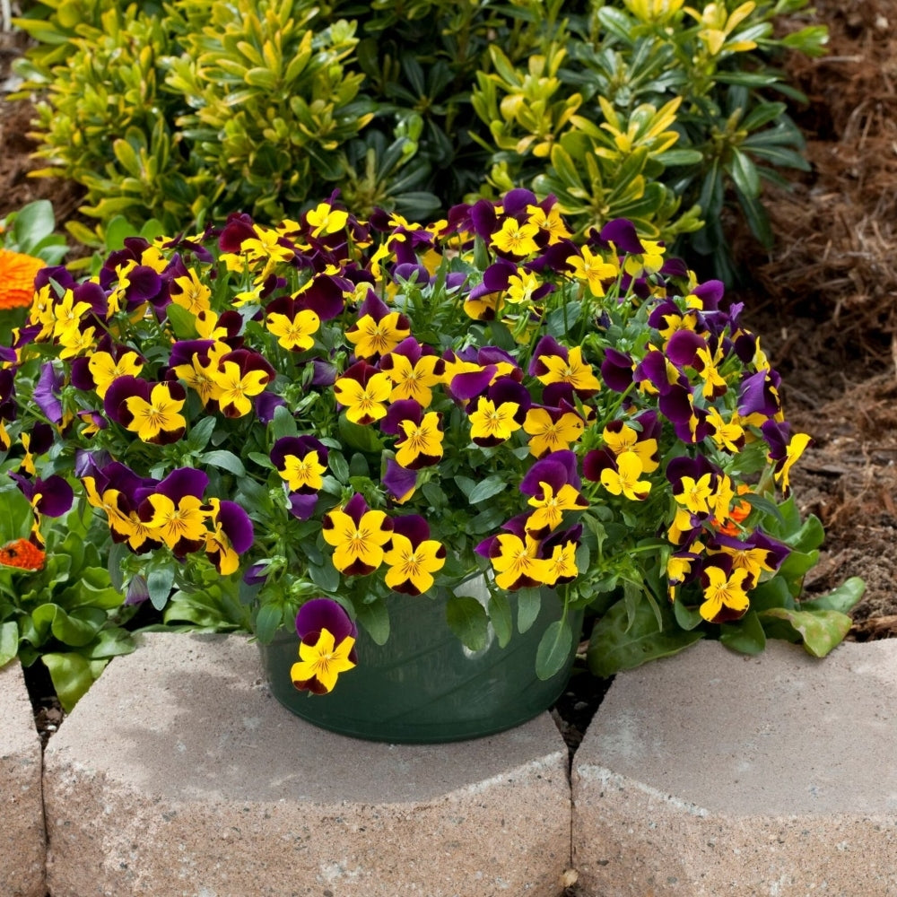 Pansy Freefall X24