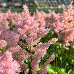 Astilbe Japonica 'Europa' Light Pink X 3 Bare Root