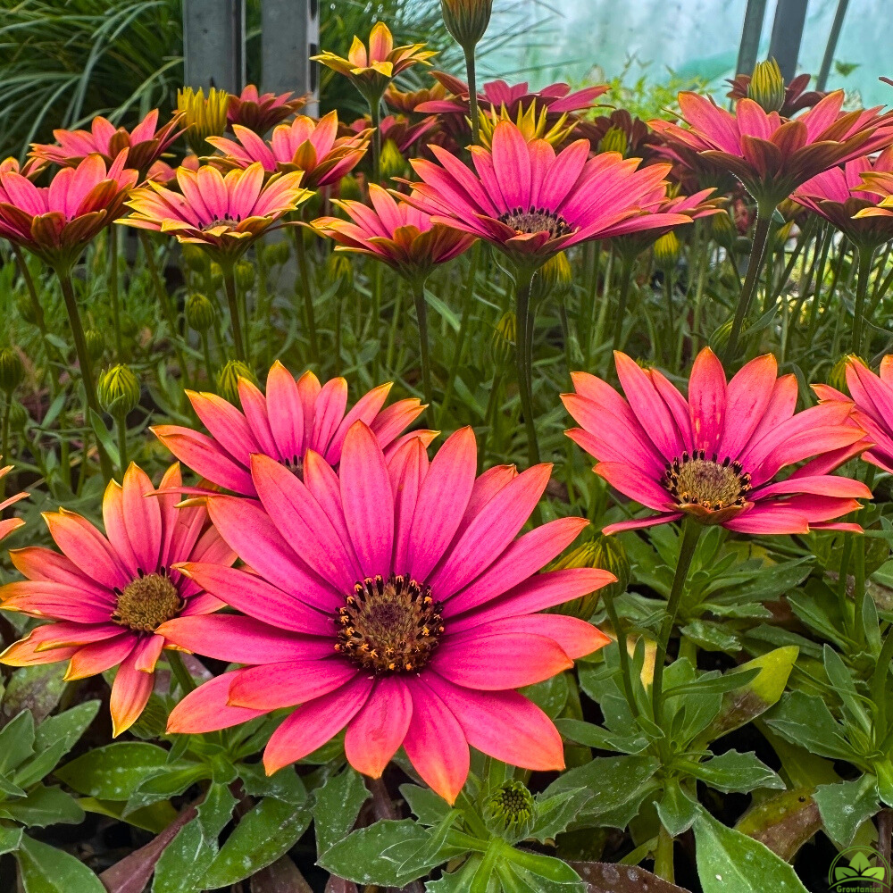 Osteospermum Senoritas 'Havilah' X3