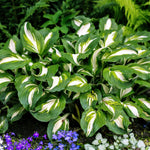 Hosta 'Mediovariegata'