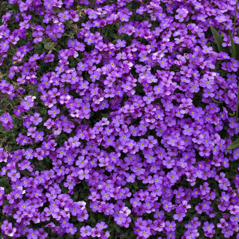 Aubretia 'Katie Blue Shades' X6