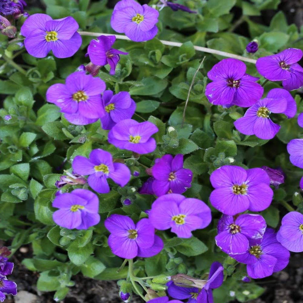 Aubretia 'Katie Blue Shades' X6