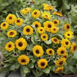 Calendula officinalis 'Calypso Yellow' X20