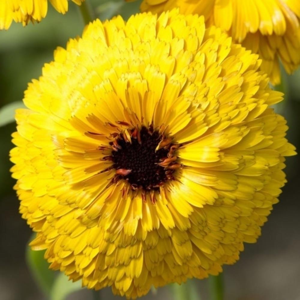 Calendula officinalis 'Calypso Yellow' X20